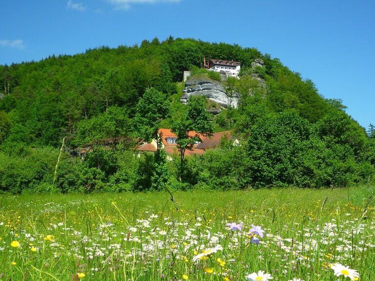 Eine blühende Wiese mit vielen Blumen in direkter Nähe zum Landhaus Sponsel-Regus in Franken