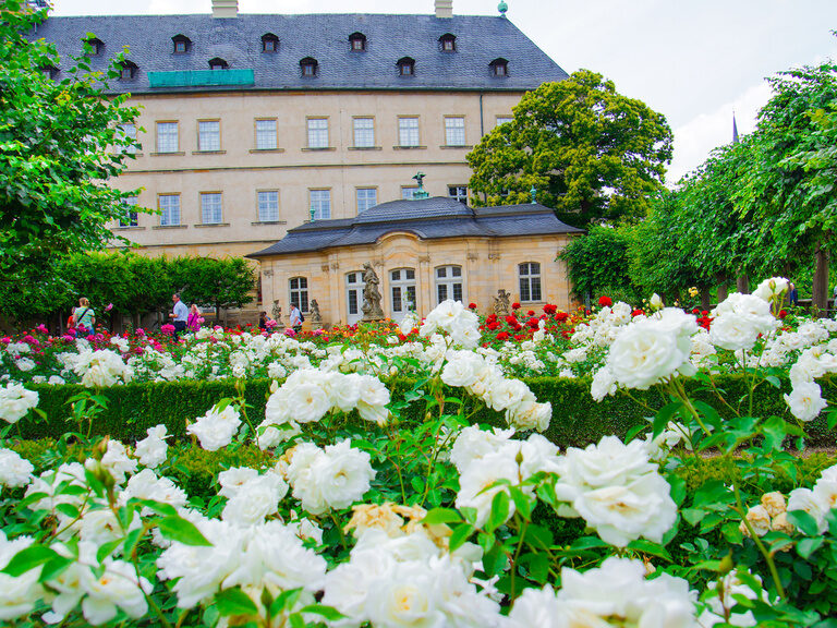Weiße Rosen blühen vor einem großen Landhaus in Franken