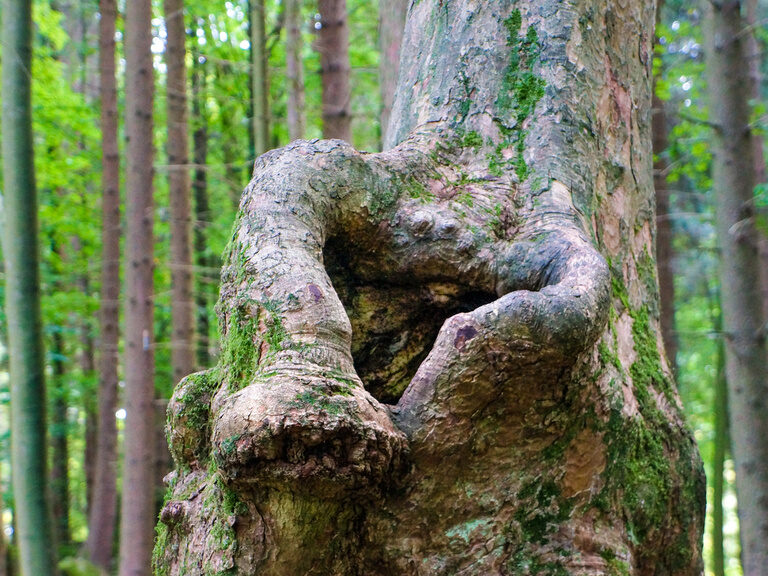 Natürliches Herz im Wald des Druidenhains