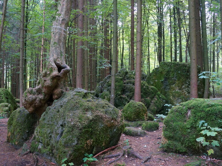 Wald im Wandergebiet um den Druidenhain bei Wohlmannsgesees
